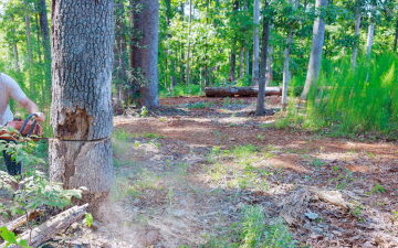 Clearing Trees from Land