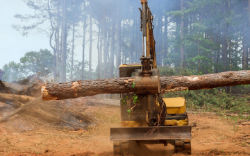 Removing Large Trees